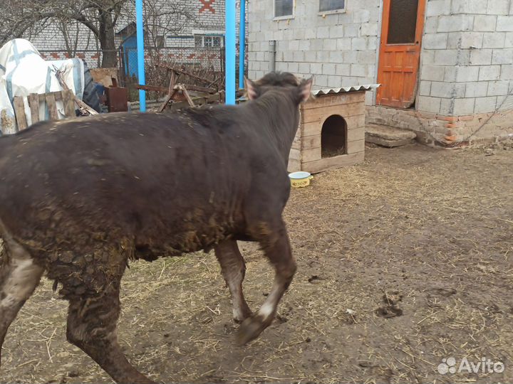 Телка 1 год