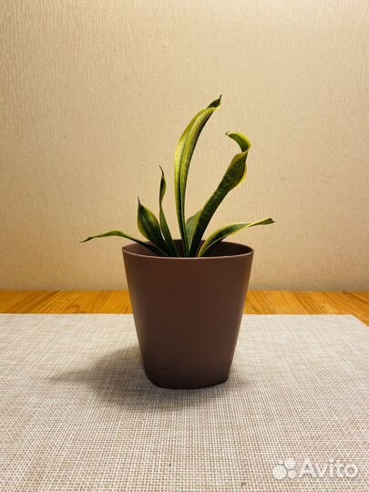 Сансевиерия Футура Суперба