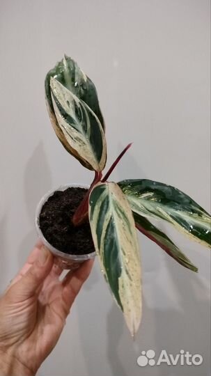 Филодендрон Ринг оф Файер