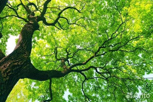 Спил деревьев