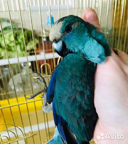 Попугай какарик птенцы