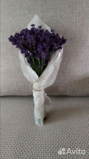 Лаванда сухоцвет