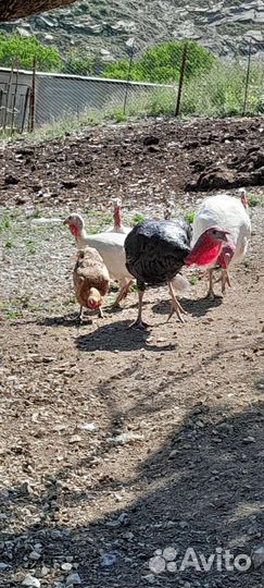 Куры индюки