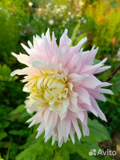 Георгин Мадмуазель Симона