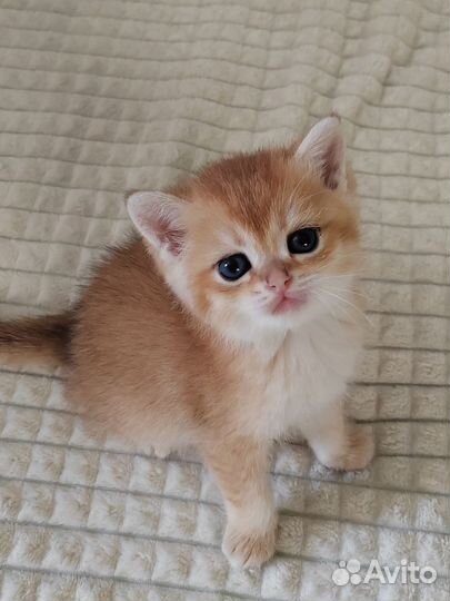 Кошки и котята