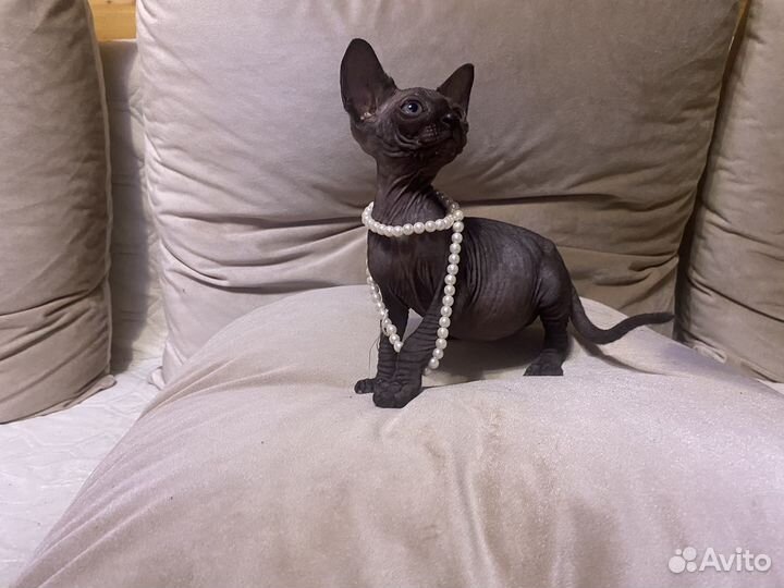 Канадский сфинкс