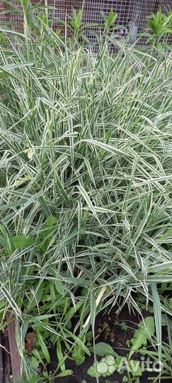 Садовые растения