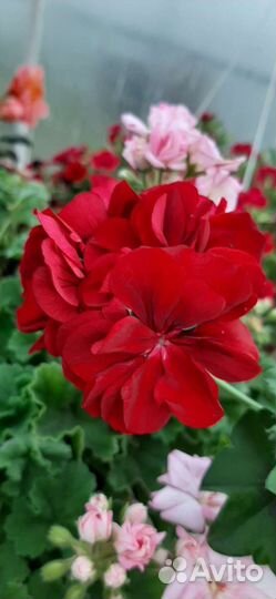 Пеларгония плющелистная красная