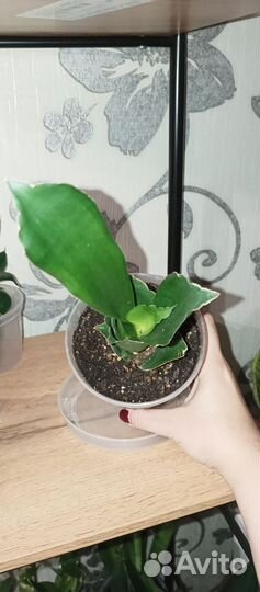 Сансевиерия стар роуз