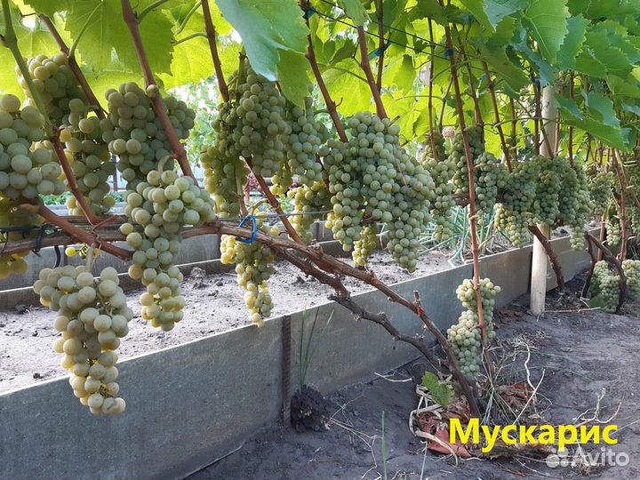 Саженцы винограда