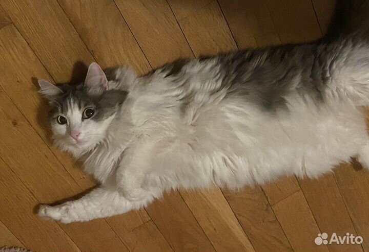 Кошка