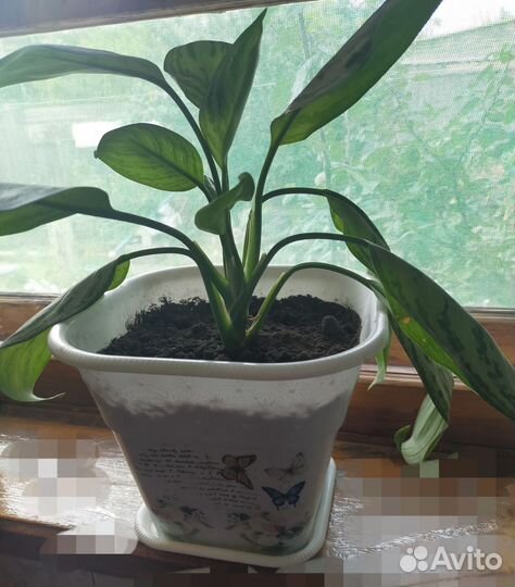 Домашние растения