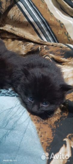 Котята 1,5 месяца