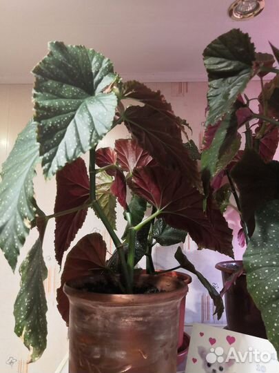 Бегония декоративно лиственная