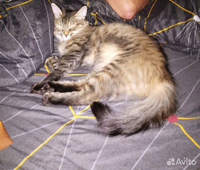 Кошка в дар