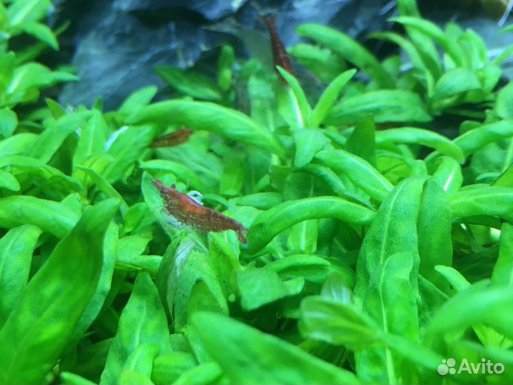 Креветки Вишни, аквариумные растения