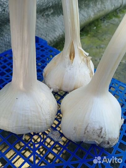 Лукочеснок /Рокамболь
