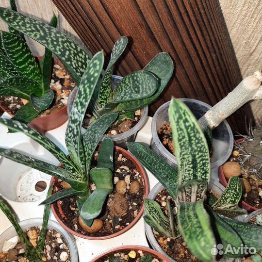 Комнатные растения продажу обмен