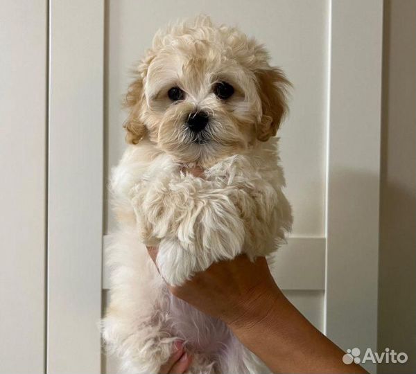 Щенки мальтипу