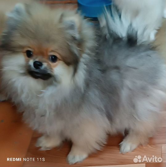 Шпиц мальчик