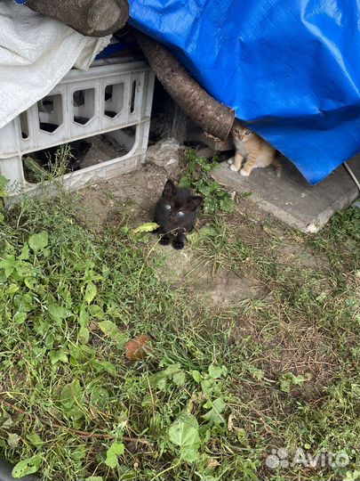 Котята в добрые руки