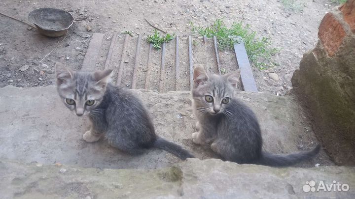 Отдам котят