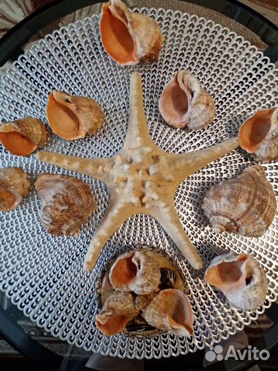 Морская звезда и ракушки