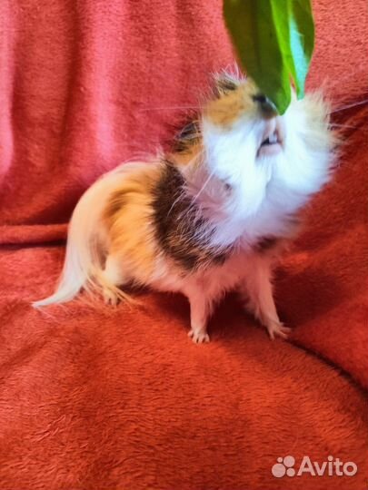 Морские свинки