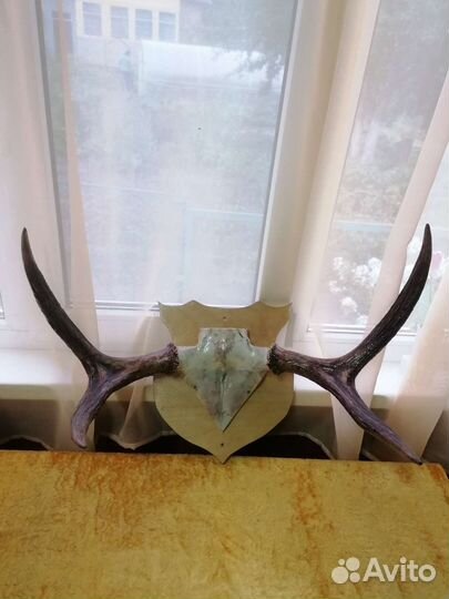 Рога молодого лося