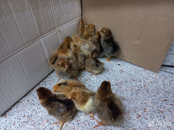 Цыплята суточные кучинская юбилейная