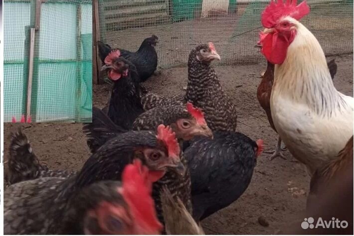 Цыплята суточные доминант