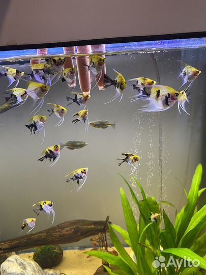 Скалярии кои мальки