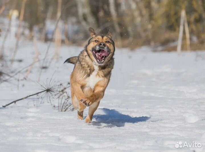 Пес из приюта в добрые руки
