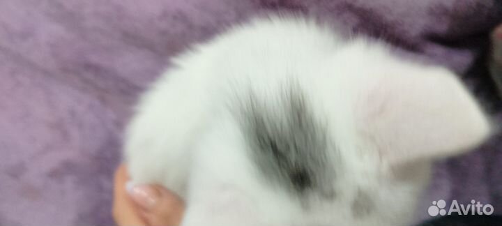 Котята белые