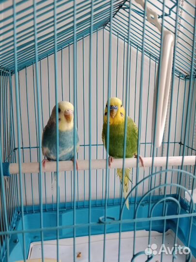 Пара волнистых попугаев