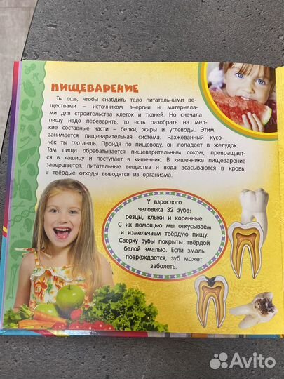 Тело человека