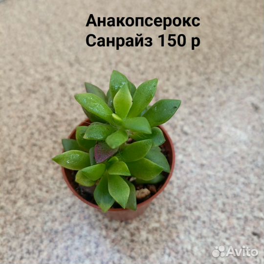 Суккуленты