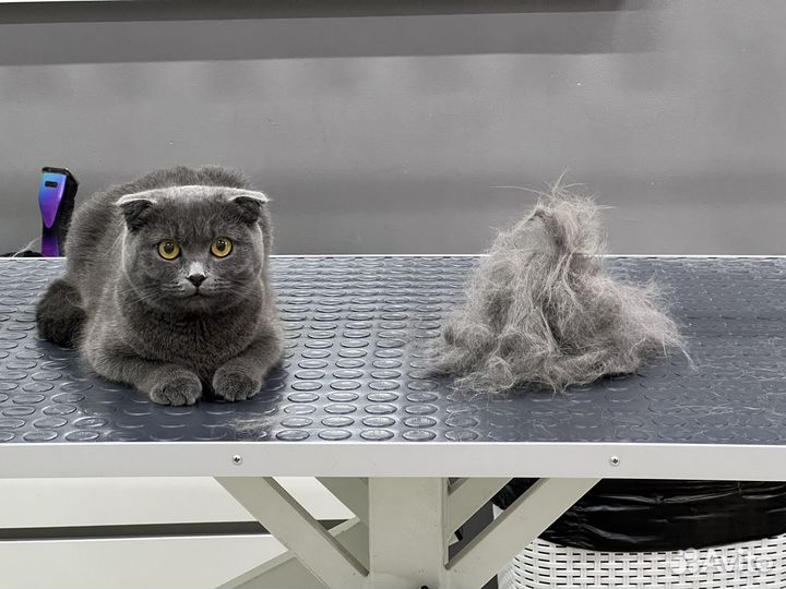 Экспресс линька собак и кошек