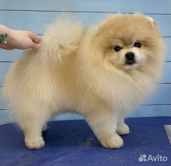 Стрижка/груминг шпица