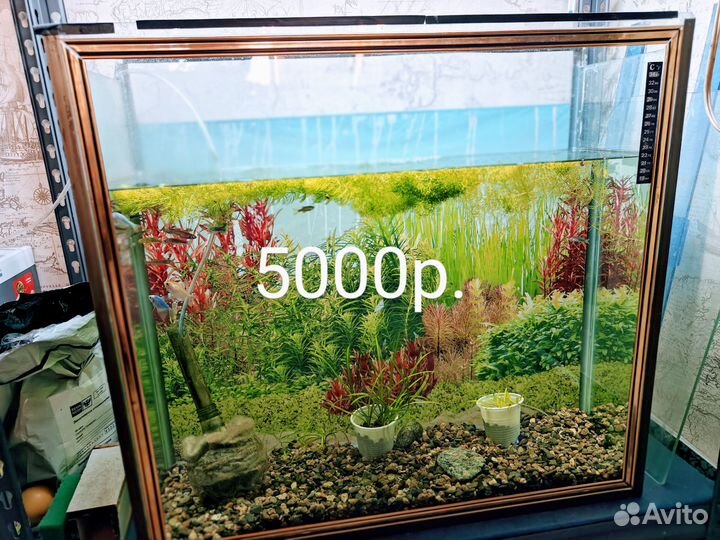 Аквариум