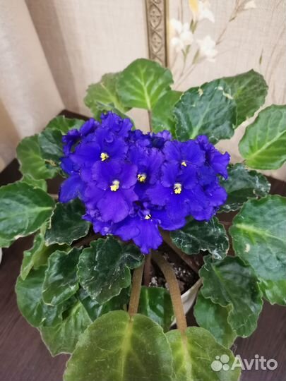 Фиалка Звёздное небо. Комнатное растение