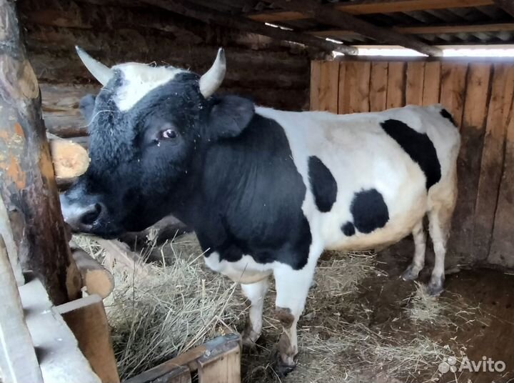 Бык на мясо или живым весом