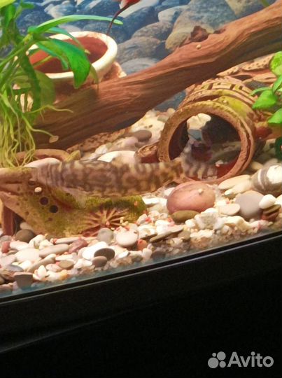 Аквариумные рыбы