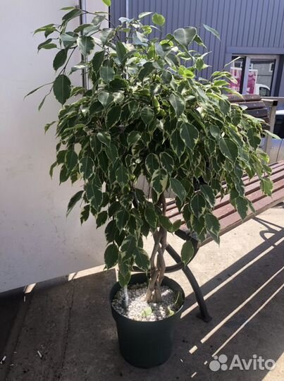 Бенджамина фикус плетеные стволы
