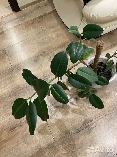 Фикус эластика в горшке 2 шт