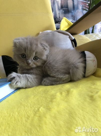 Шотландский вислоухий котенок