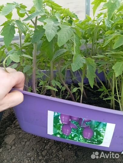 Рассада помидор фиолетовый