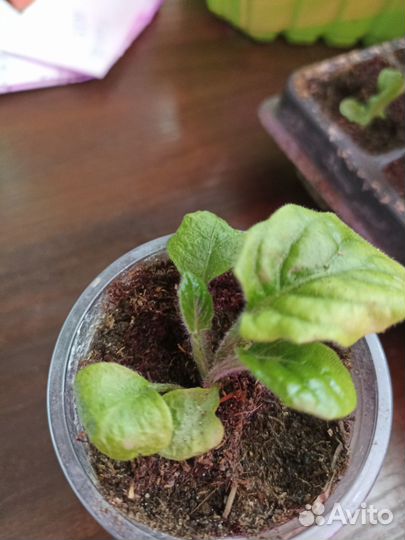 Гербера комнатная