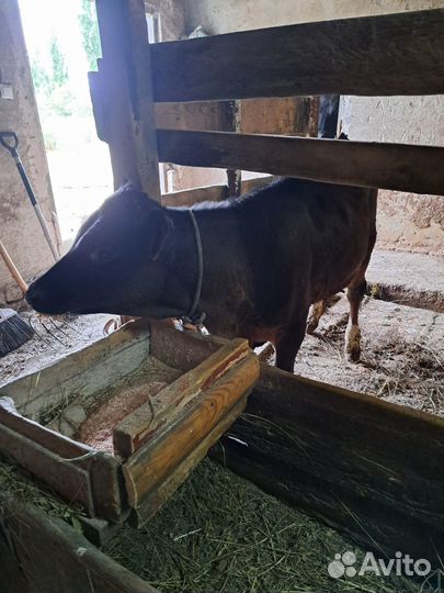 Продается телочка