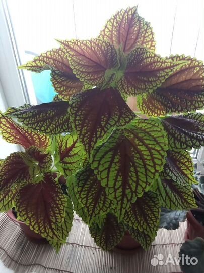 Колеусы 7 сортов